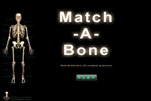 Match-A-Bone